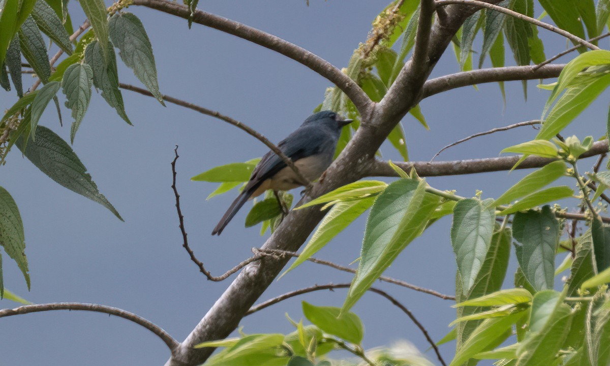 Turquoise Flycatcher - ML619608718