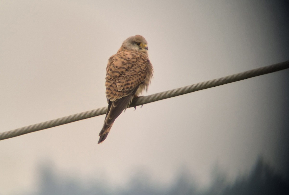 Eurasian Kestrel - ML619608723