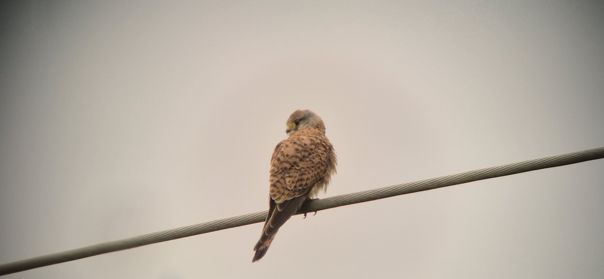 Eurasian Kestrel - ML619608724