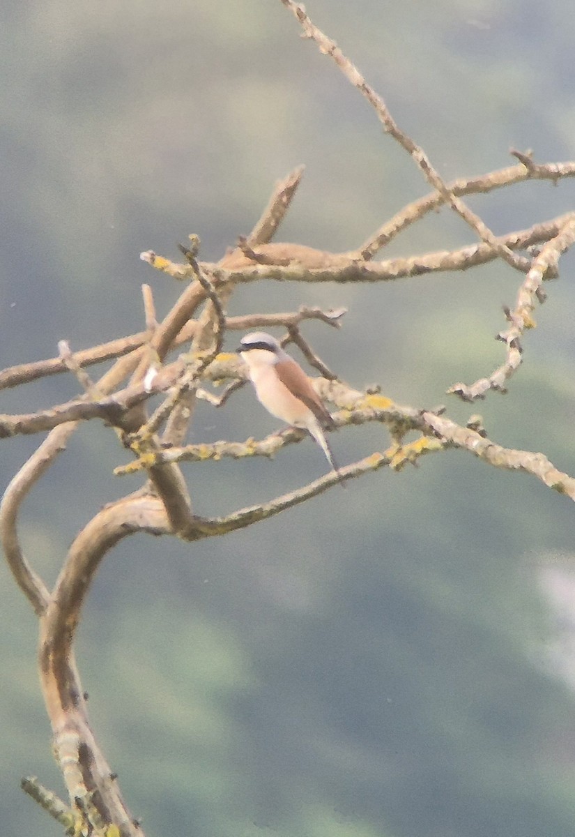 Red-backed Shrike - Ugo Facca