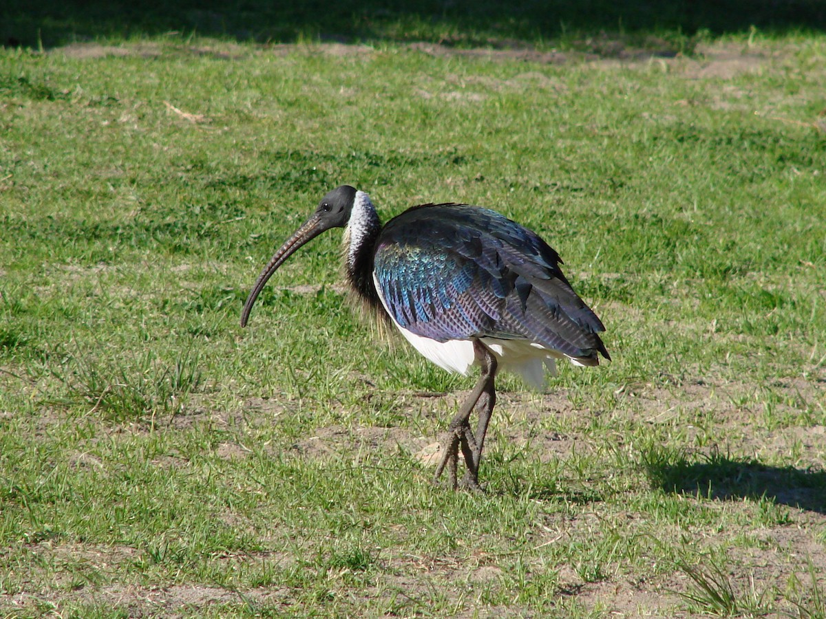 Straw-necked Ibis - Andrew Bishop