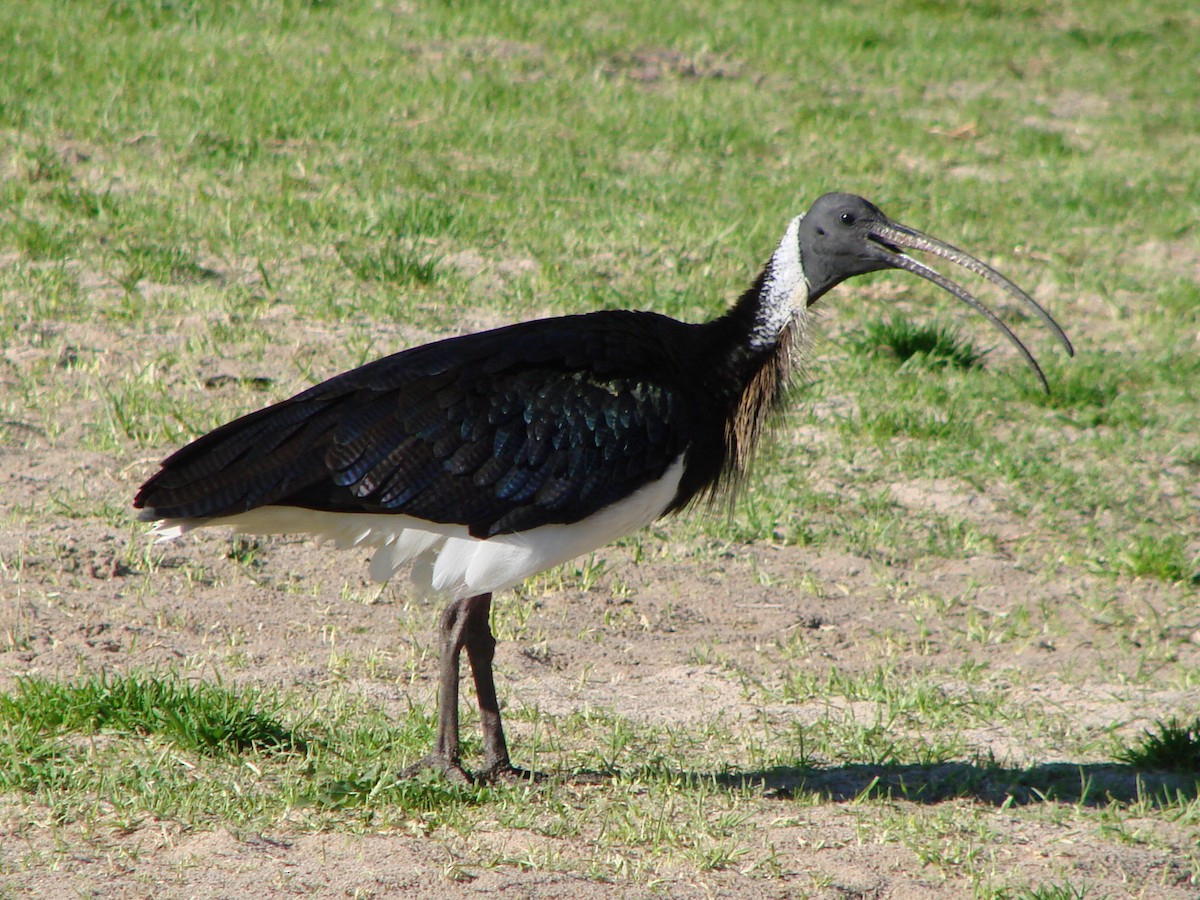 Straw-necked Ibis - Andrew Bishop