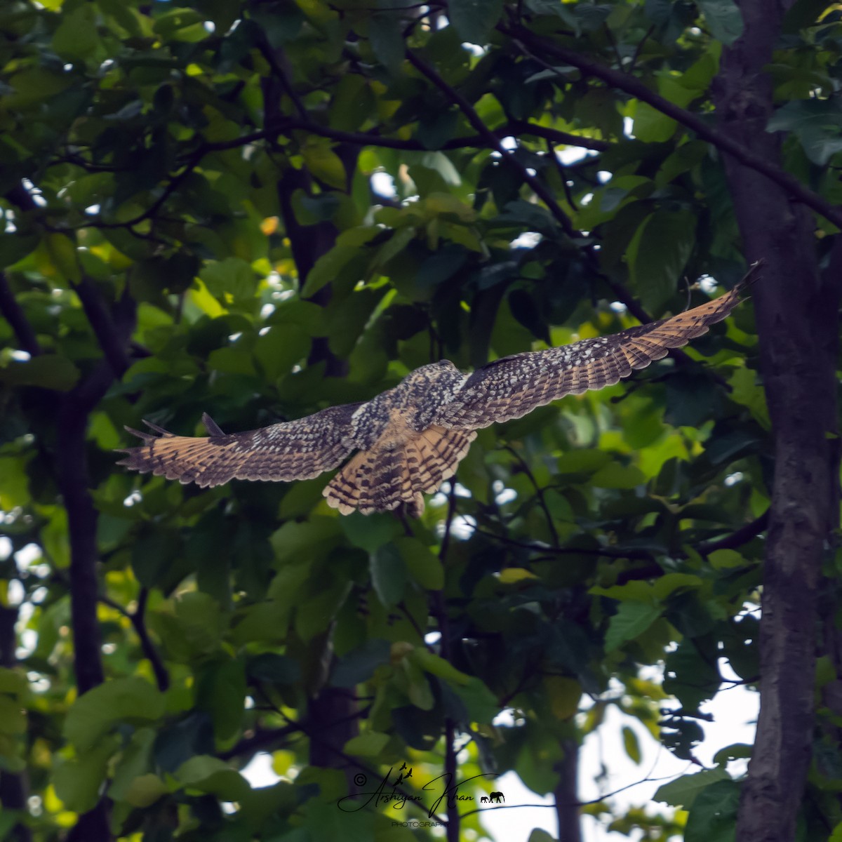 Rock Eagle-Owl - Arshiyan Khan