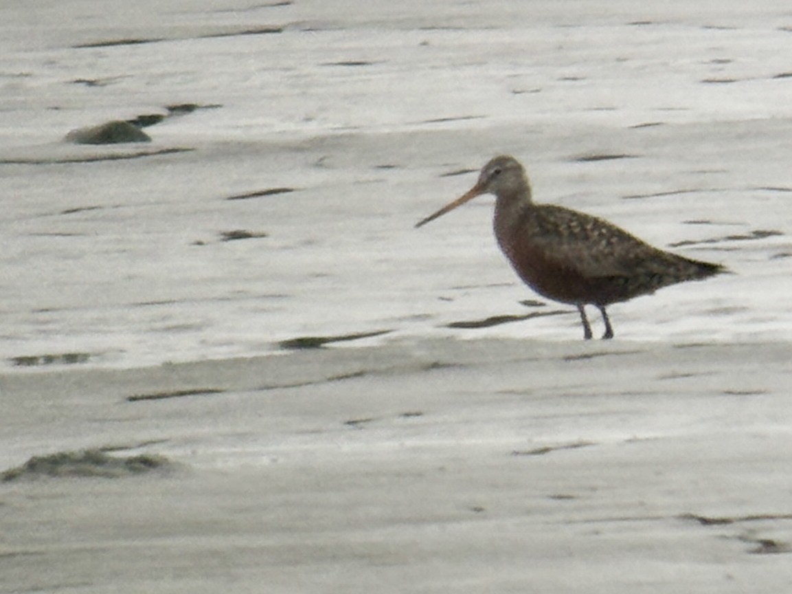 Hudsonian Godwit - Nathan Goldberg