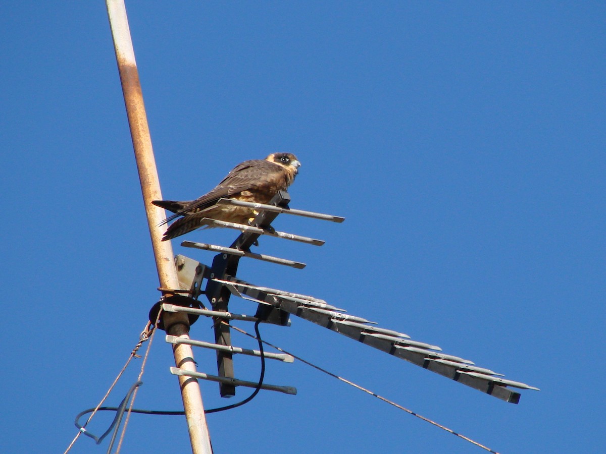 Australian Hobby - Andrew Bishop