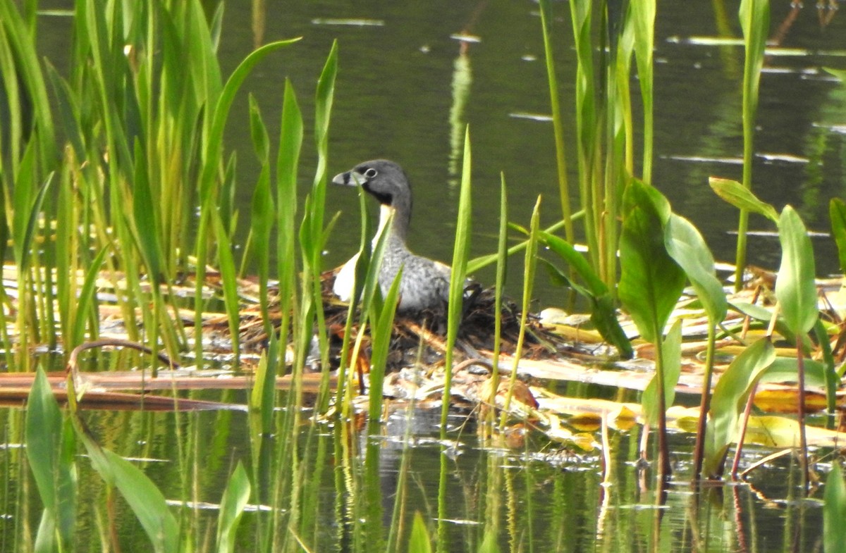 Pied-billed Grebe - ML619608750