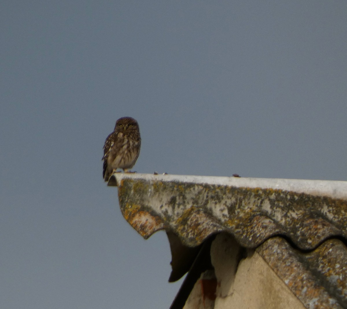 Little Owl - Jesús Crespo