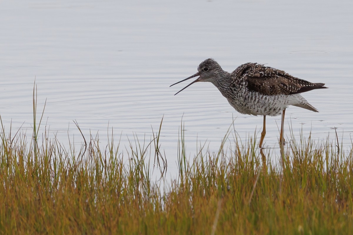 Greater Yellowlegs - ML619608754