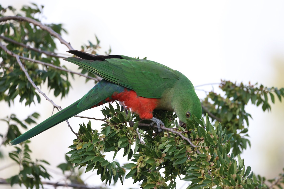 Australian King-Parrot - cindy galvin
