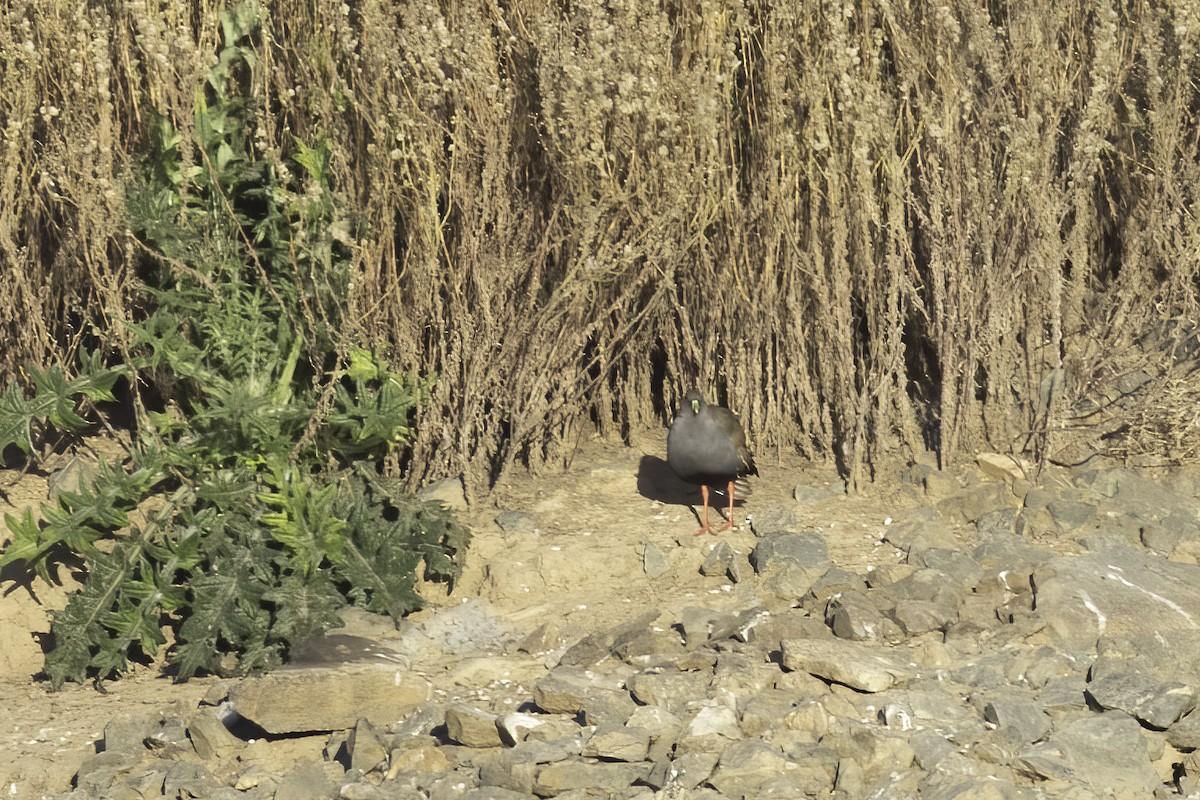 Black-tailed Nativehen - Marlene Lyell