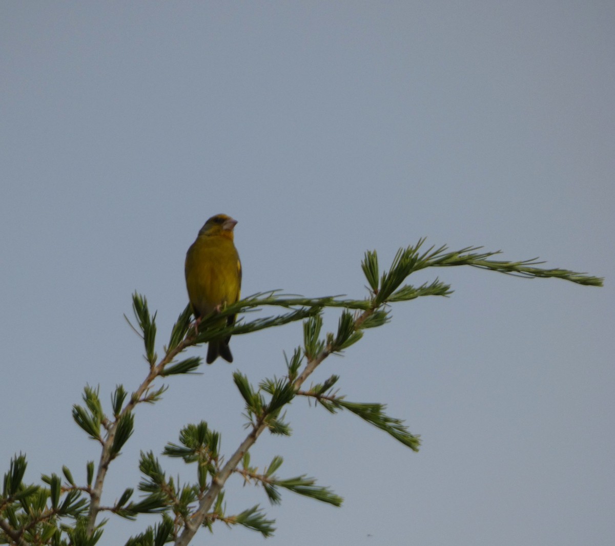 European Greenfinch - Jesús Crespo