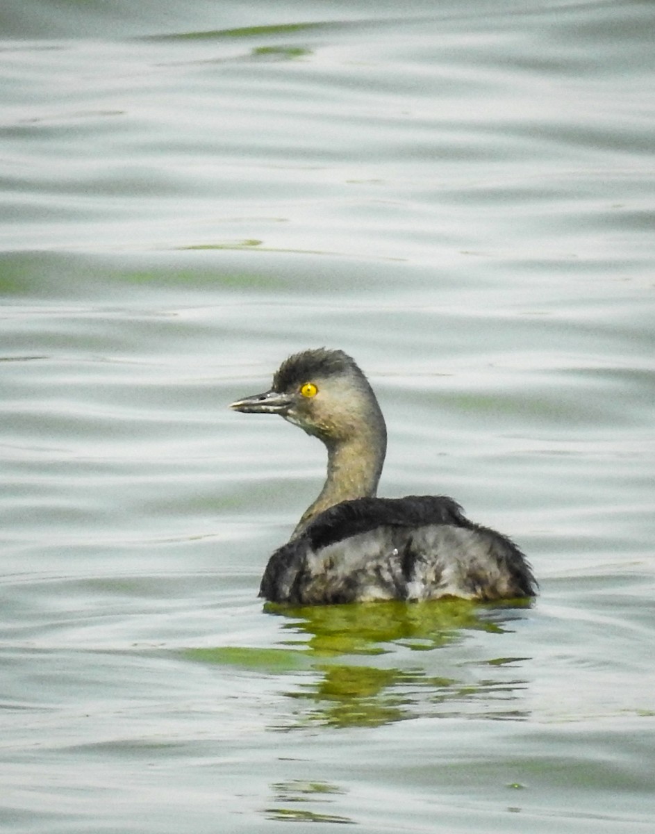 Least Grebe - Sergio Castañeda Ramos