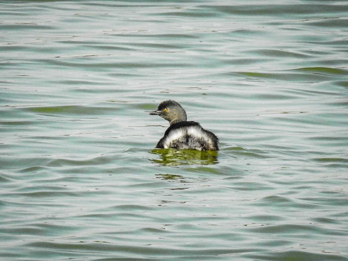 Least Grebe - Sergio Castañeda Ramos