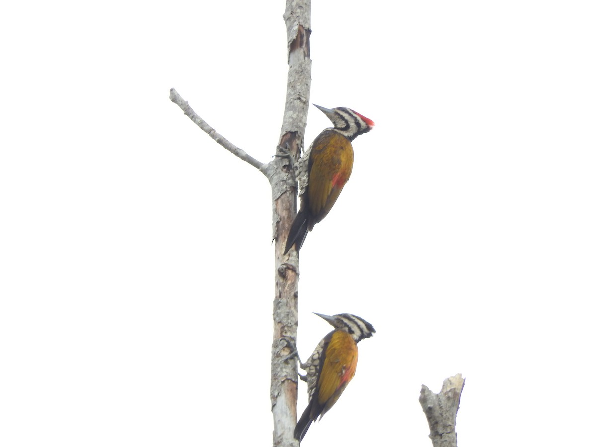 Common Flameback - Ng Mac