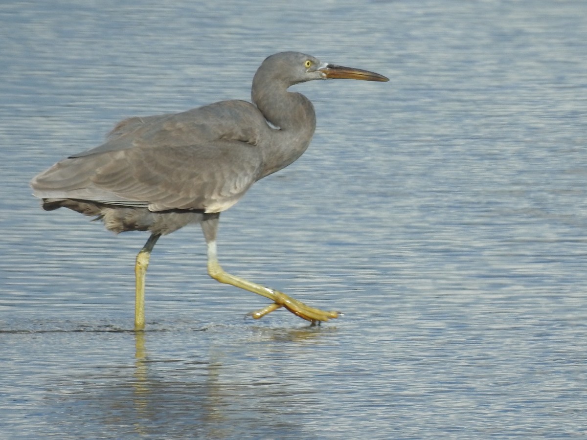 Pacific Reef-Heron - Ana de Joux