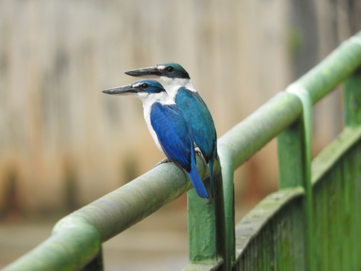 Collared Kingfisher - Ng Mac