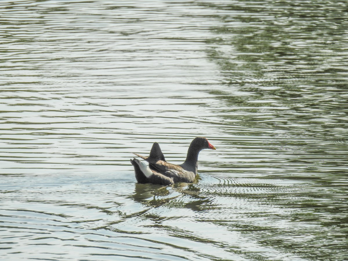 Common Gallinule - Sergio Castañeda Ramos