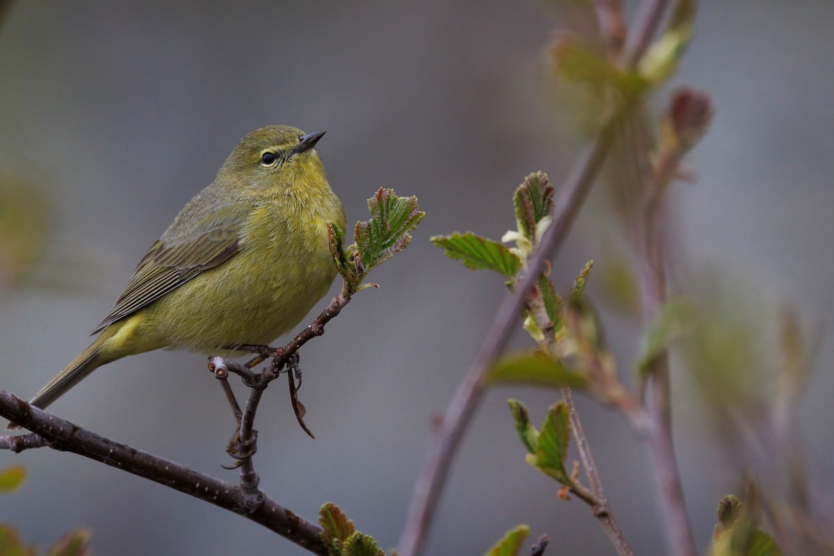 Orange-crowned Warbler - Nathan Goldberg