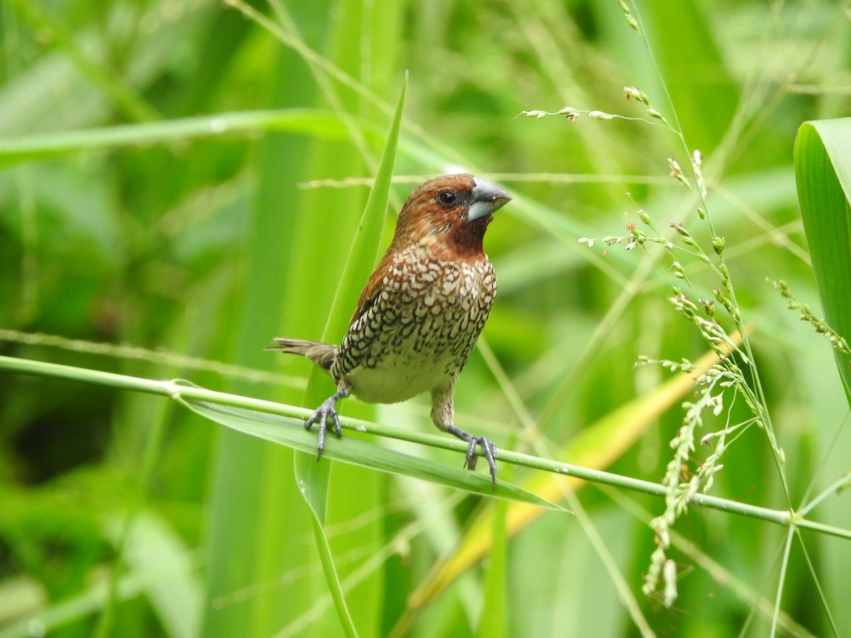 Scaly-breasted Munia - Ng Mac