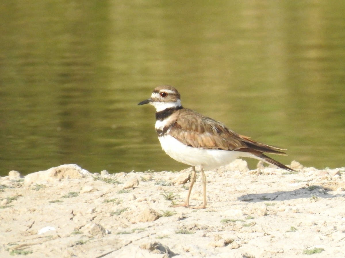 Killdeer - Sergio Castañeda Ramos