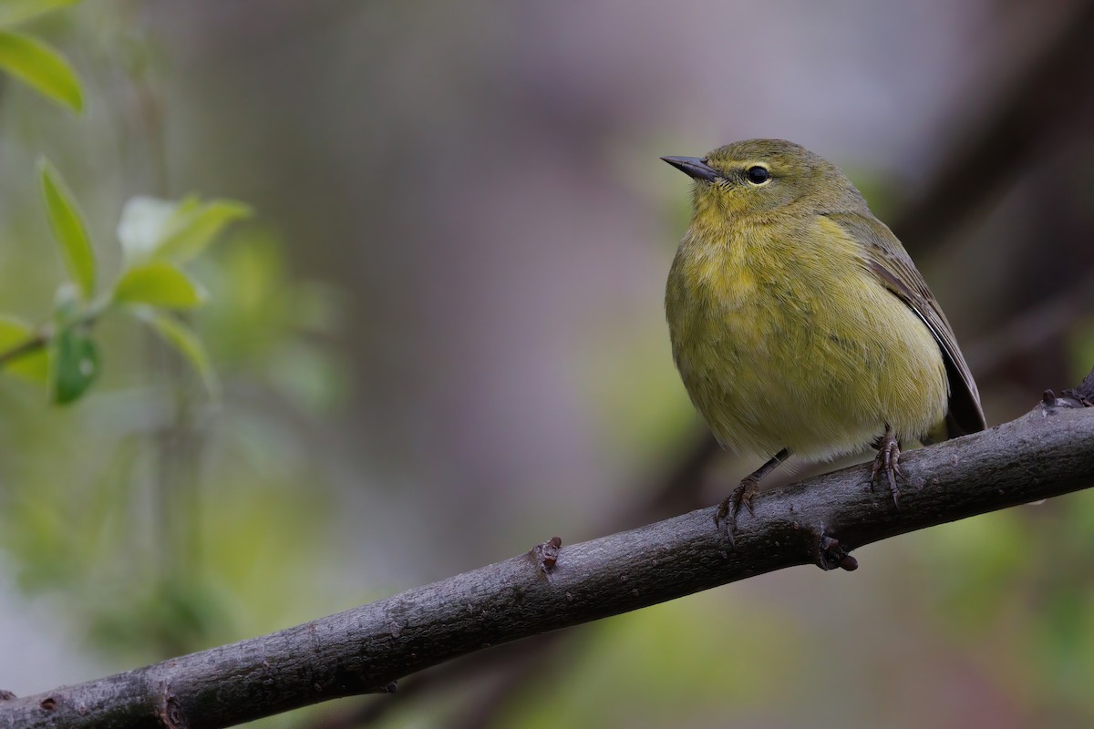 Orange-crowned Warbler - Nathan Goldberg