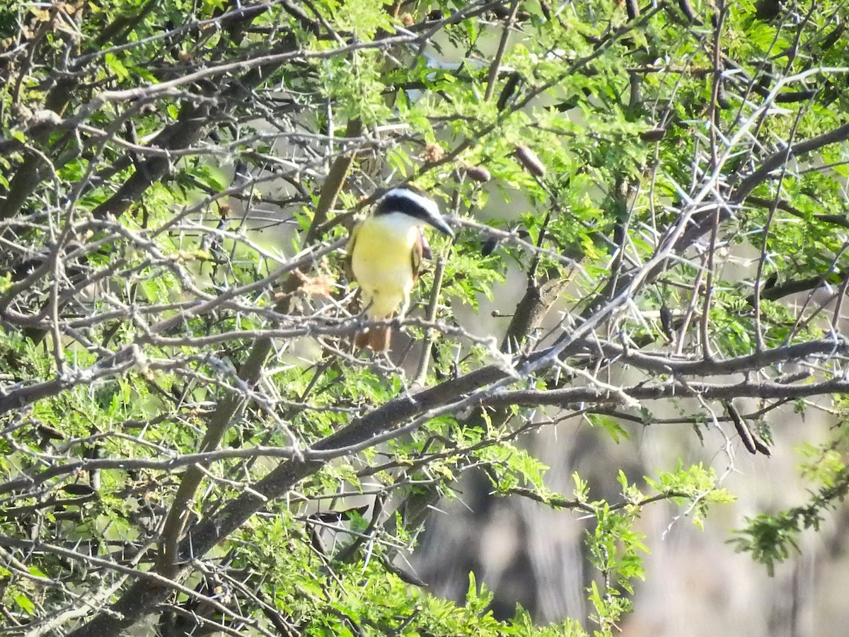 Great Kiskadee - Sergio Castañeda Ramos