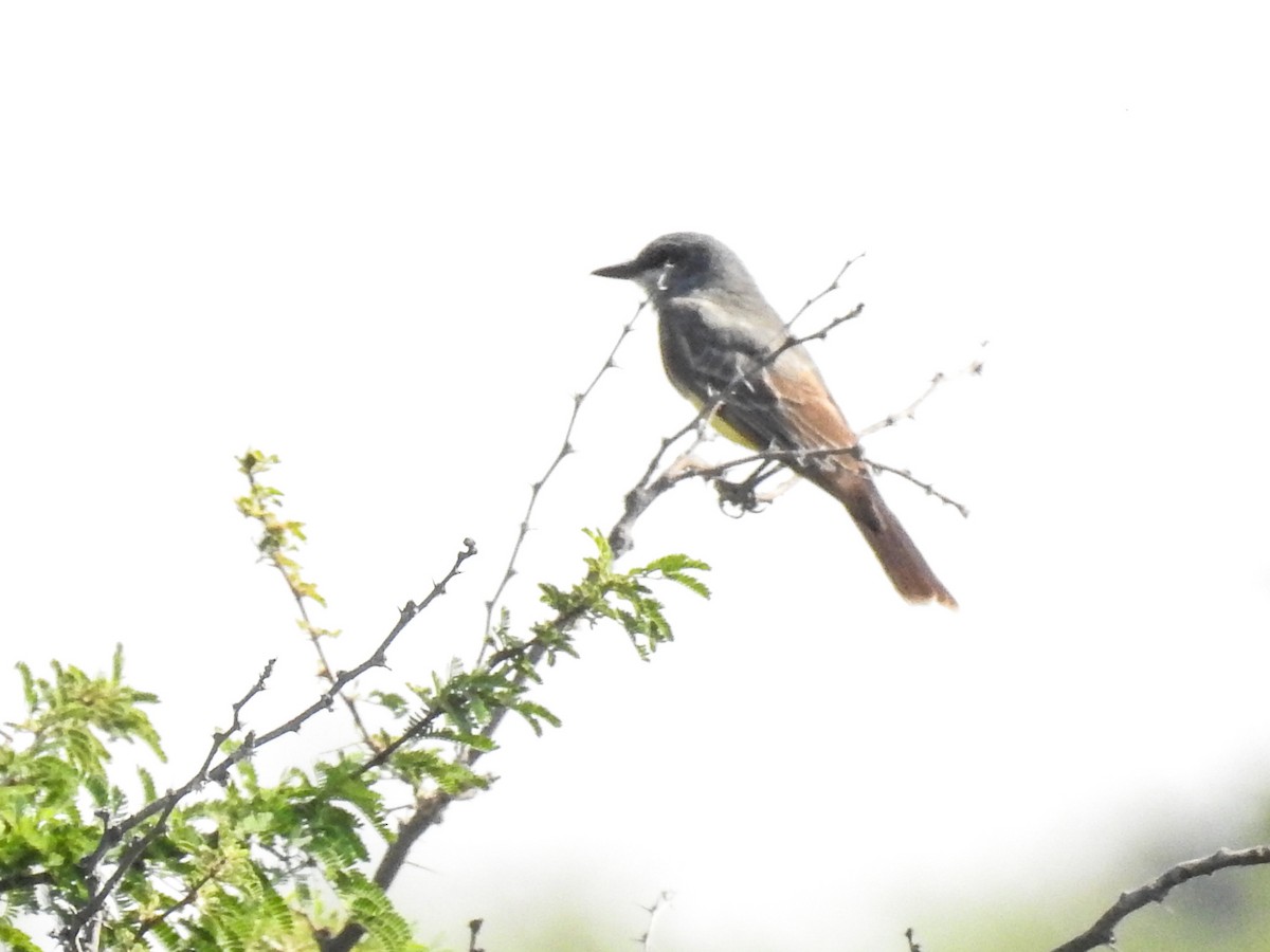 Cassin's Kingbird - Sergio Castañeda Ramos