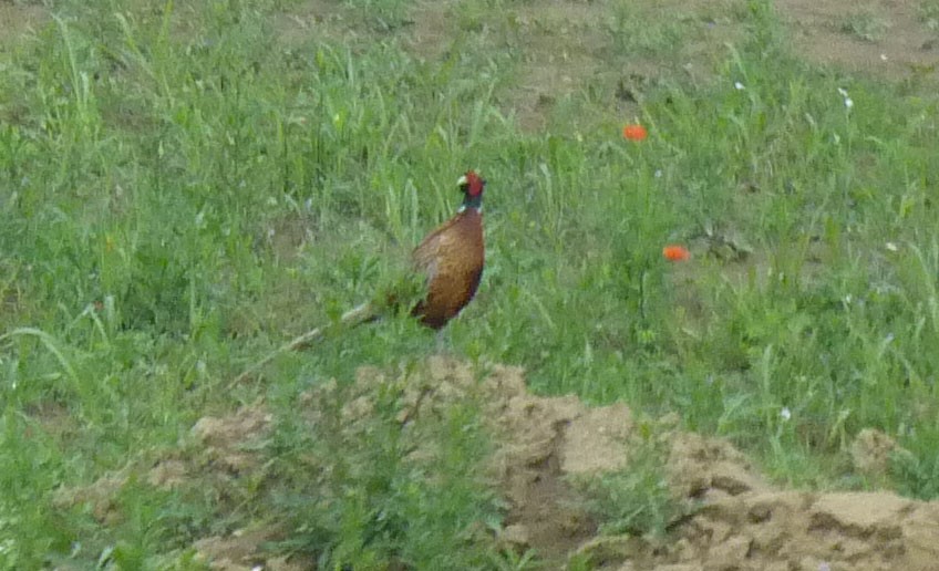 Ring-necked Pheasant - Crew Samurović