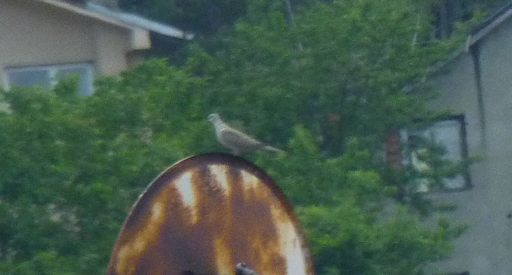 Eurasian Collared-Dove - Crew Samurović