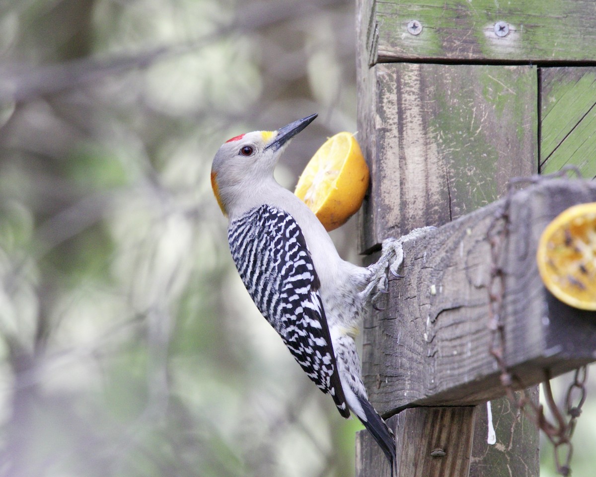 Golden-fronted Woodpecker - Dave Bengston