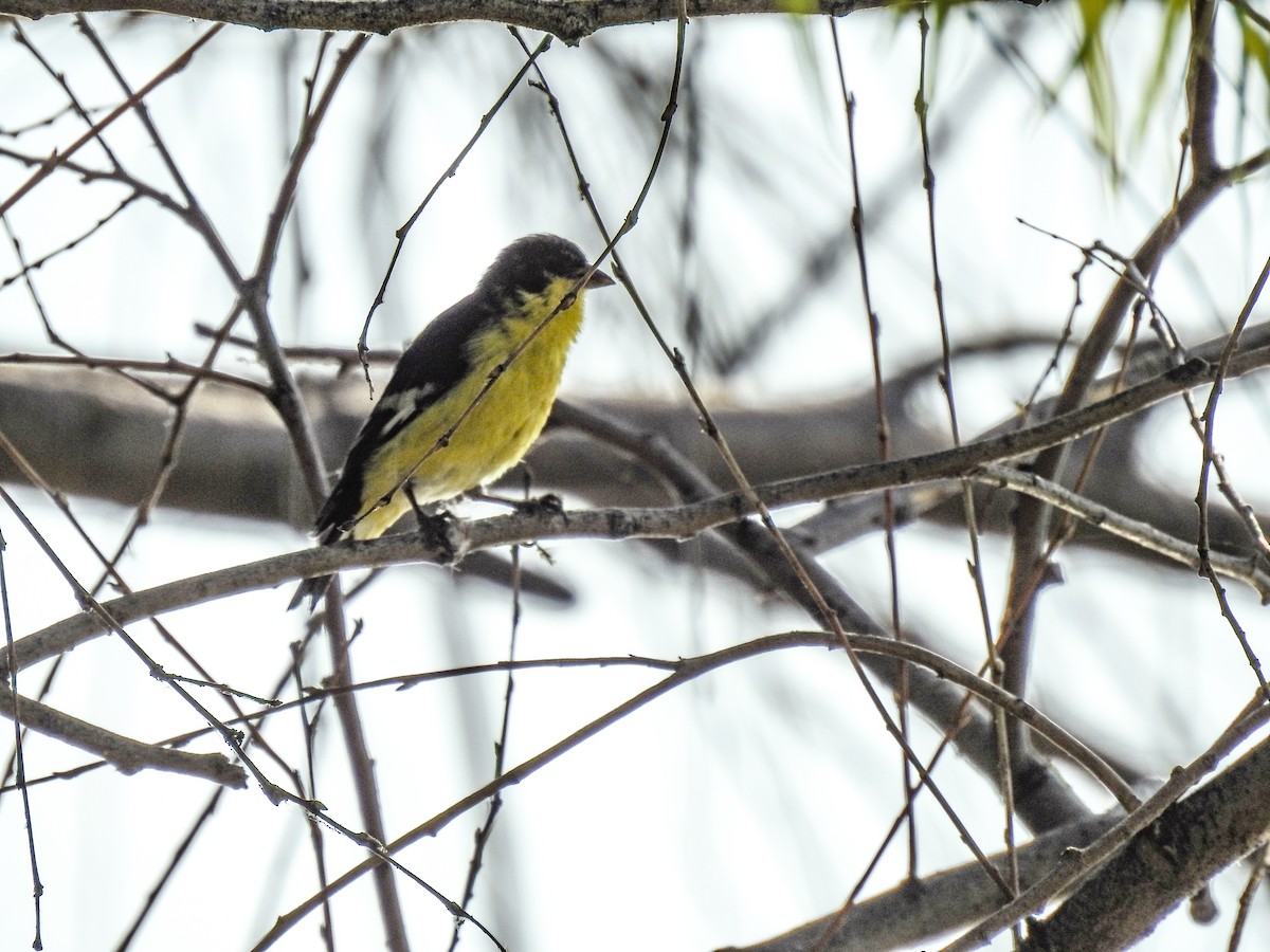 Lesser Goldfinch - Sergio Castañeda Ramos