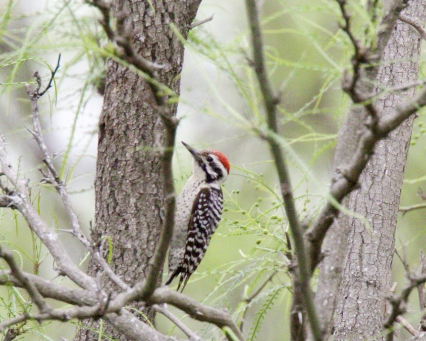 Ladder-backed Woodpecker - Dave Bengston
