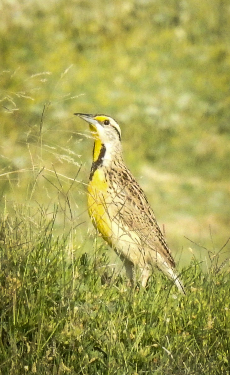 Chihuahuan Meadowlark - Sergio Castañeda Ramos