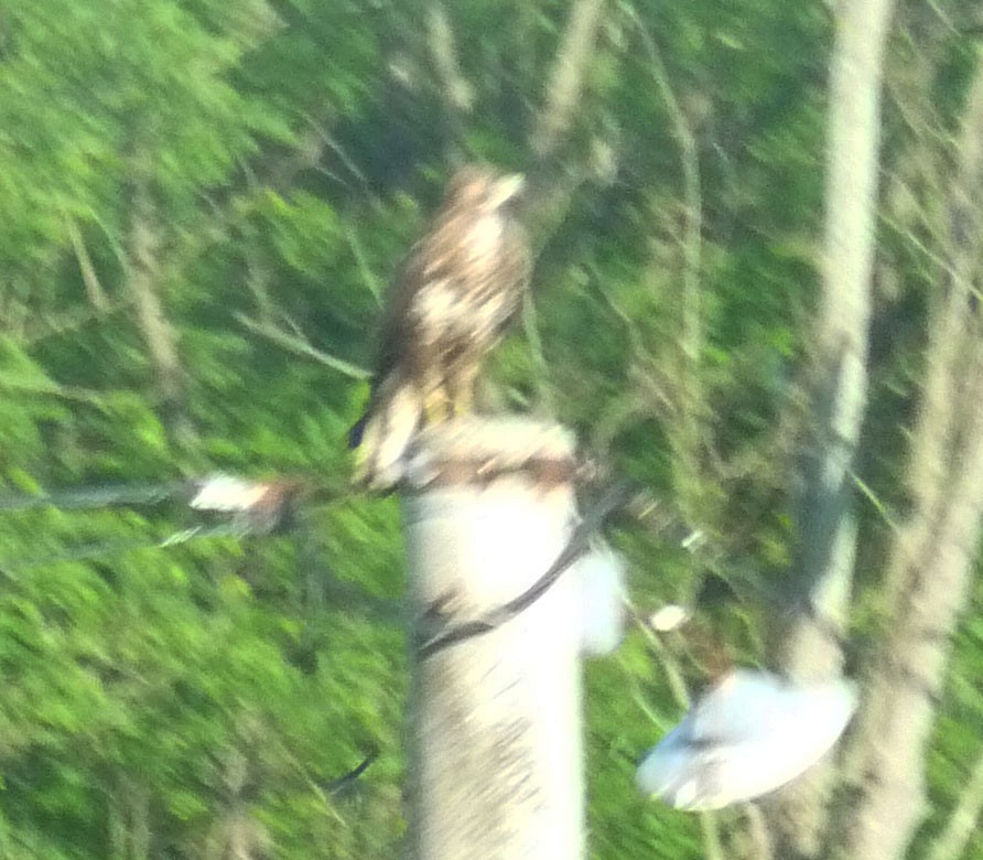 Common Buzzard - Crew Samurović