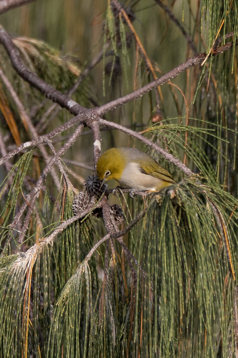 Silvereye - Jamie Smith-Morvell