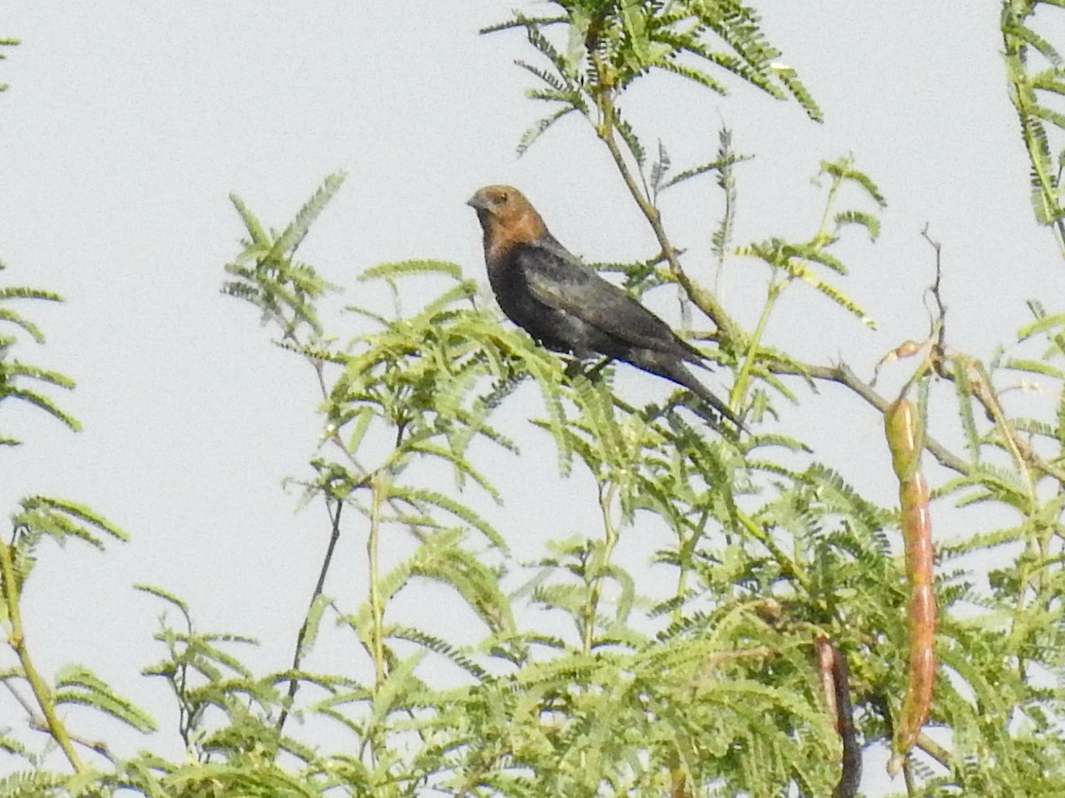 Brown-headed Cowbird - Sergio Castañeda Ramos