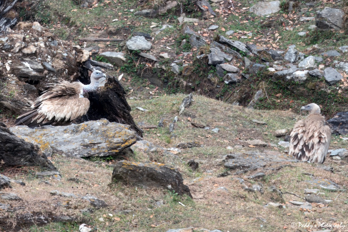 Himalayan Griffon - Padmanav Kundu