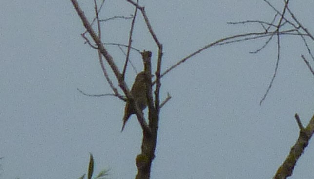 Red-backed Shrike - Crew Samurović