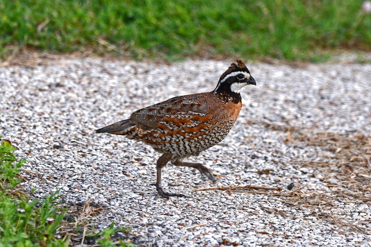 Northern Bobwhite - ML619608839