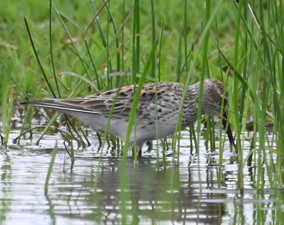 White-rumped Sandpiper - ML619608845