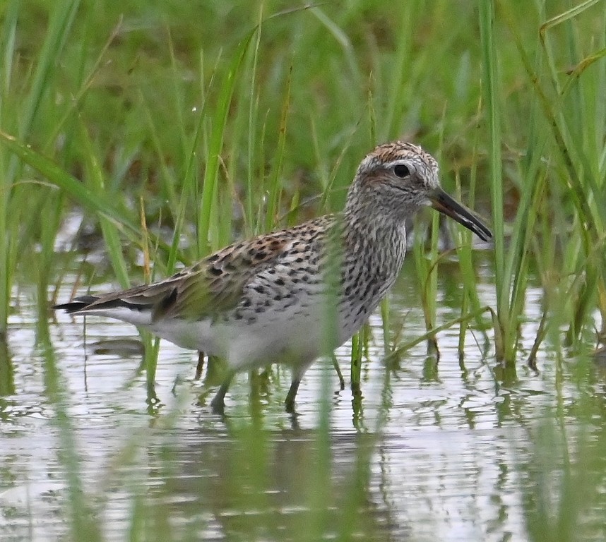 White-rumped Sandpiper - ML619608846