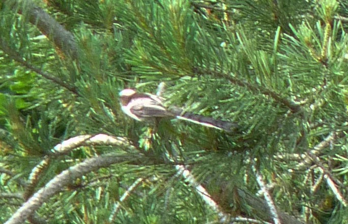 Long-tailed Tit - Crew Samurović