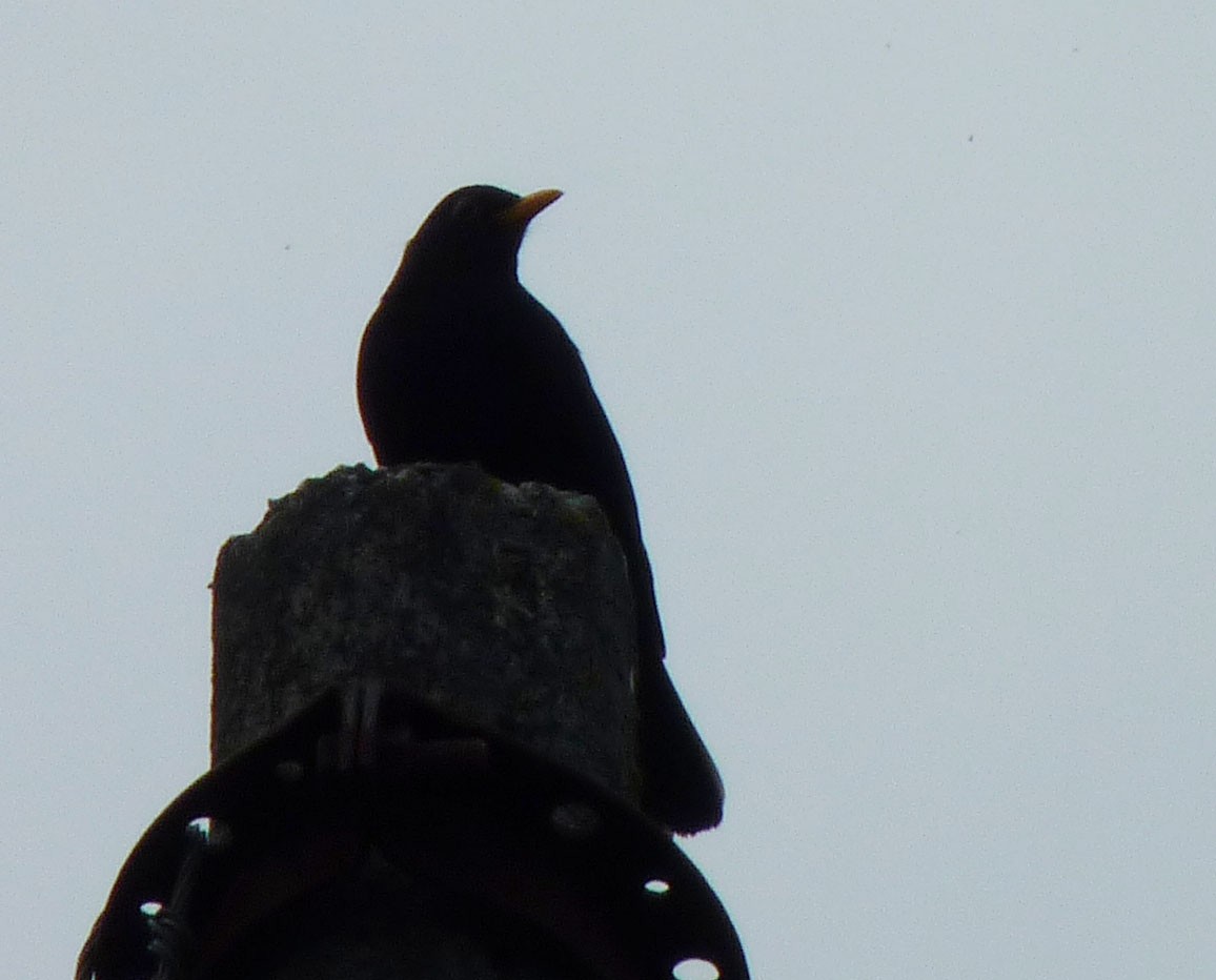 Eurasian Blackbird - Crew Samurović