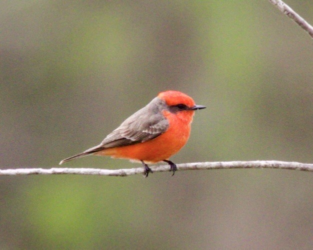 Vermilion Flycatcher - Dave Bengston