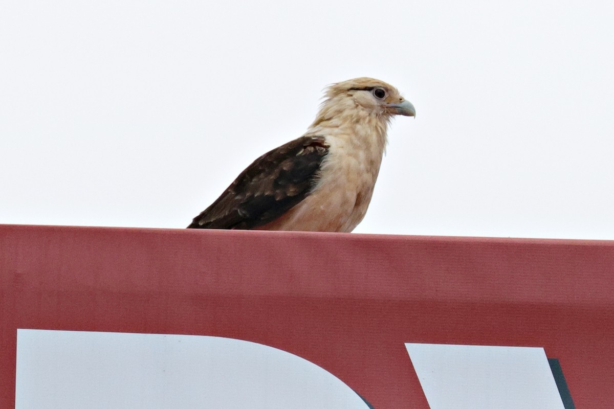 Yellow-headed Caracara - ML619608858