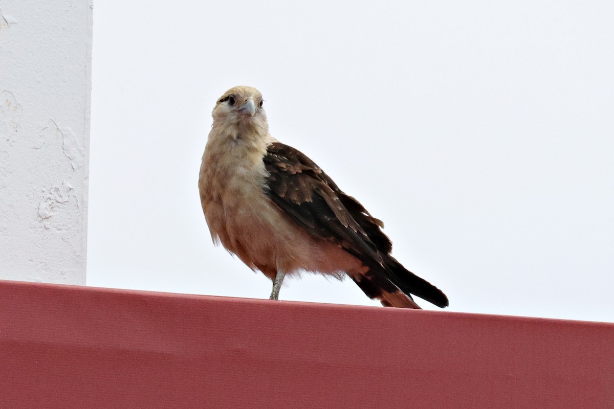 Yellow-headed Caracara - ML619608859