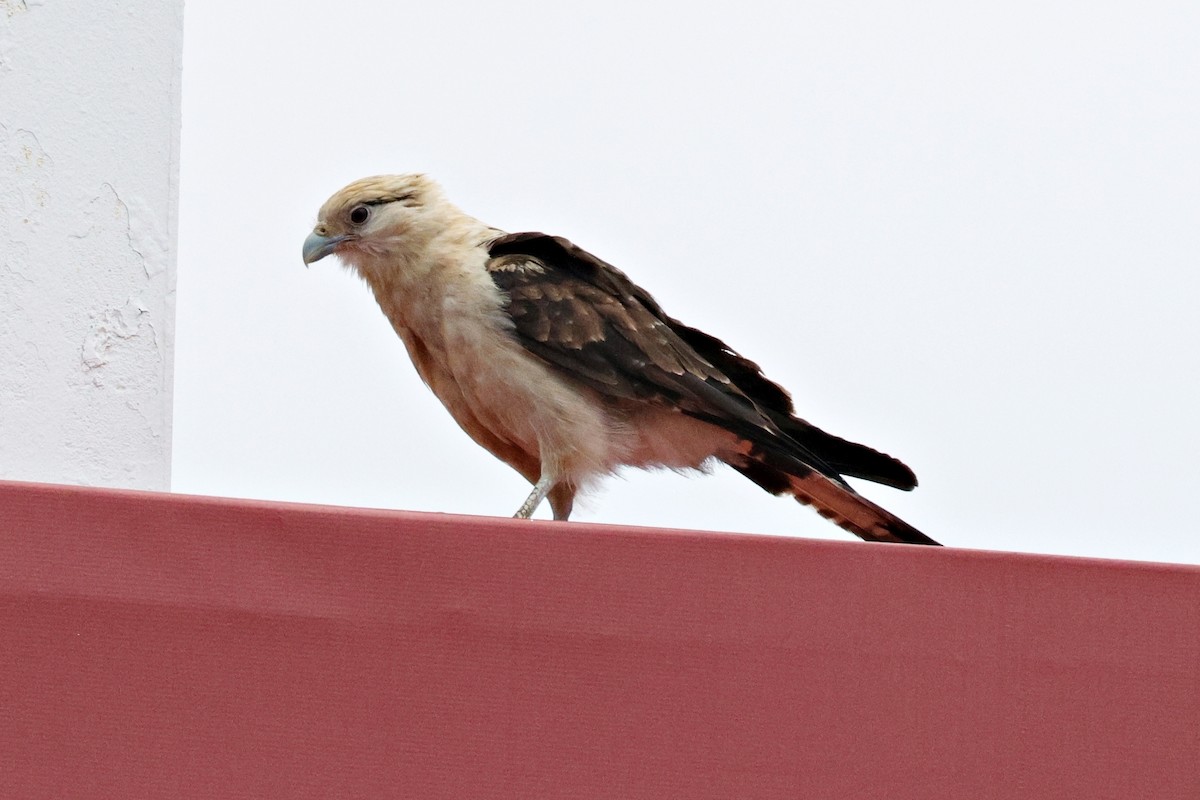 Caracara à tête jaune - ML619608860