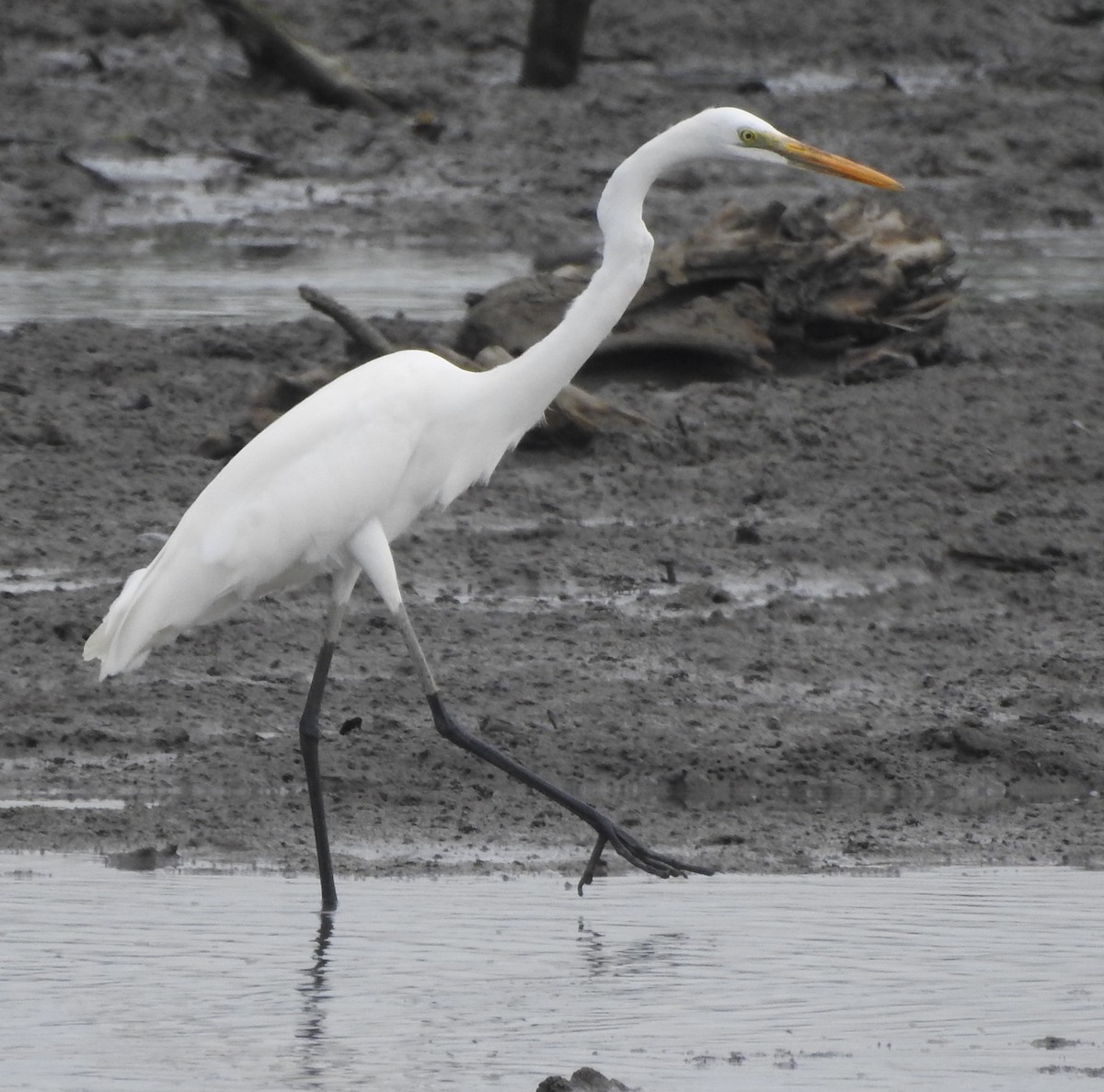 Great Egret (modesta) - ML619608863