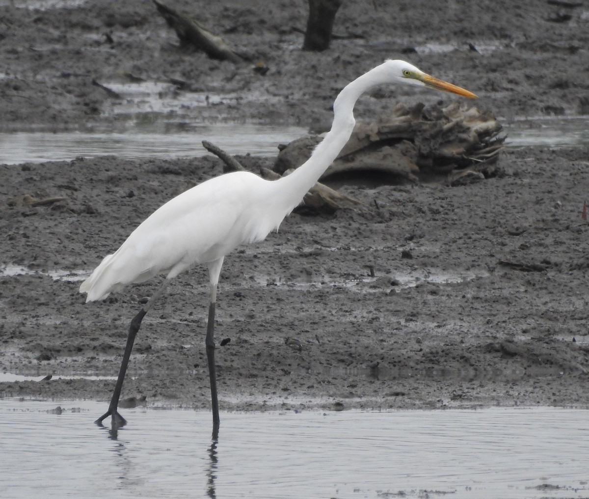 Great Egret (modesta) - ML619608864