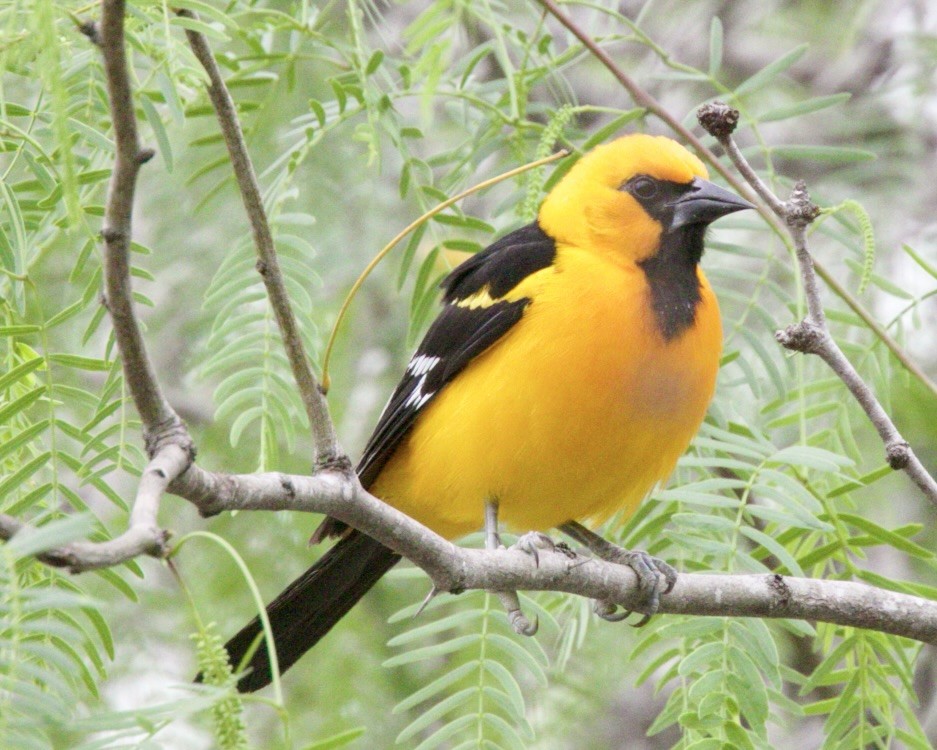 Altamira Oriole - Dave Bengston